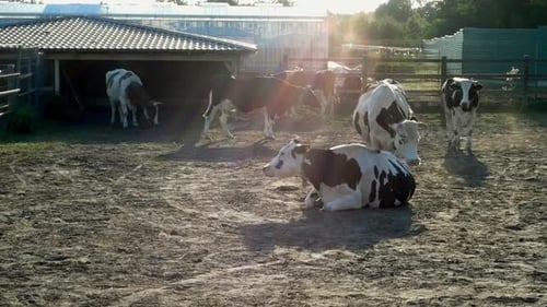 Vaches se reposant sur une étable au coucher du soleil couchant et marchant à l'extérieur