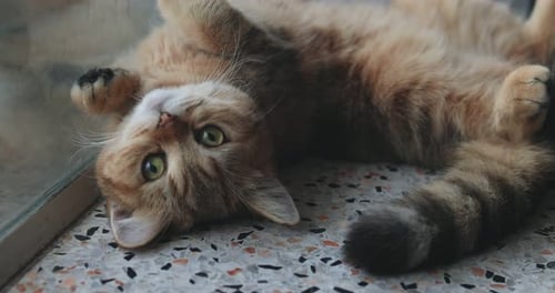 Cute Cat Relaxing on Tiled Floor Indoors