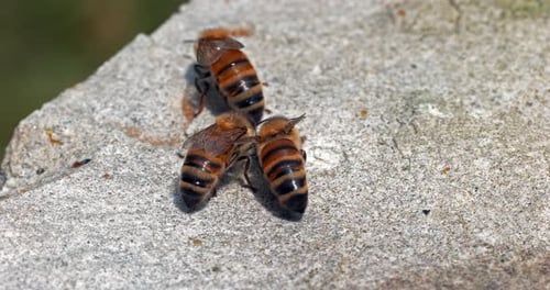 European Honey Bee, apis mellifera, Bees drinking Water on a Stone, Normandy, Real Time 4K