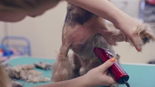 Woman Grooming Dog Fur with Electric Razor