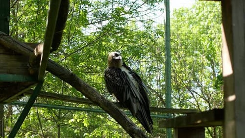 Wild bird eagle in captivity close-up. The bird is locked in a cage.