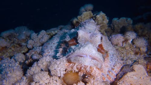 Underwater Scorpionfish