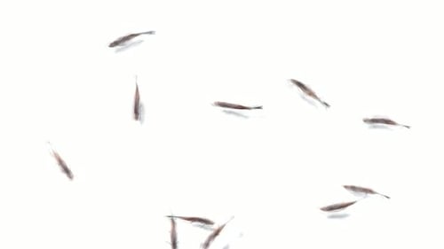 Fishes Top View Stop Motion