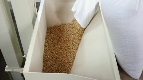 Pouring Coffee Beans into a Bin