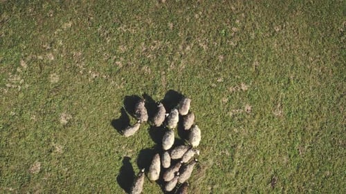 Top Down Aerial of Sheeps Eating Grass at Mountain Valley