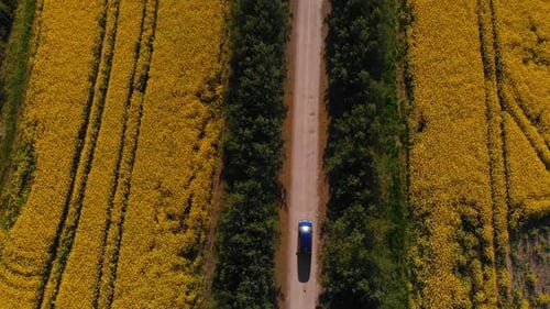Aerial Follow Shot: Blue Car Drives Between Two Rapeseed Fields and Tree Alley