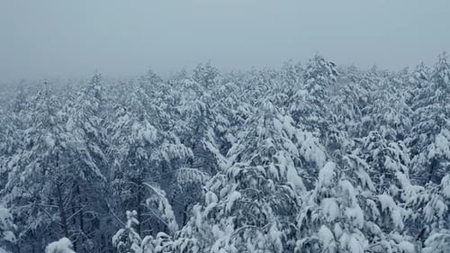 Aerial Winter Forest
