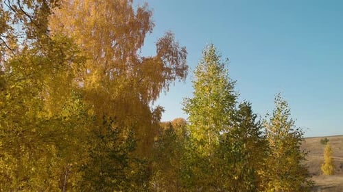 Between yellow branches in the autumn forest