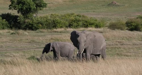 952022 Afrikanischer Elefant, loxodonta africana, Mutter und Kalb, Masai Mara Park in Kenia, Echtzeit 4K
