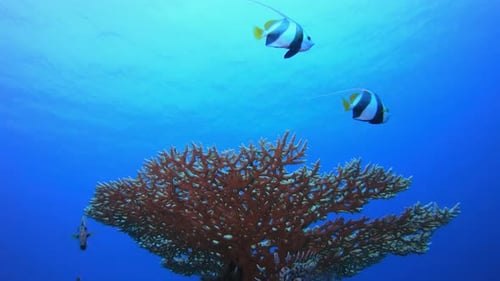 Tropical Underwater Sea Fish
