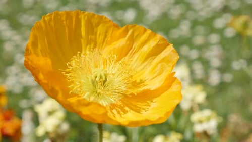 Beautiful yellow boreal flowering plant Iceland Poppy in the garden 4K 2160p 30fps UltraHD footage -