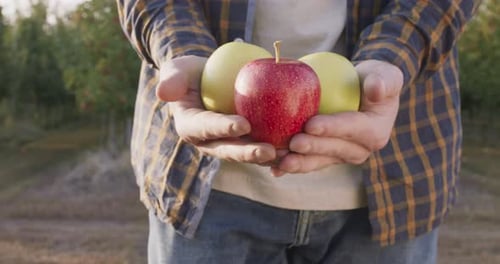 Männlicher Gärtner bringt eine Handvoll frische reife Äpfel aus dem eigenen Garten und kommt vor die Kamera, Nahaufnahme