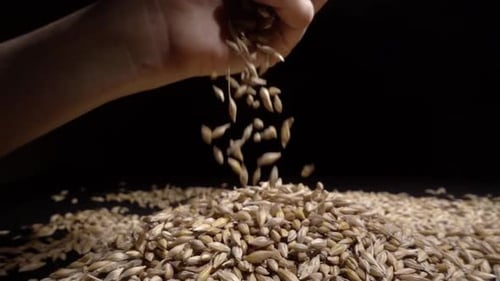 Hands Holding Wheat Grains on a Black Background