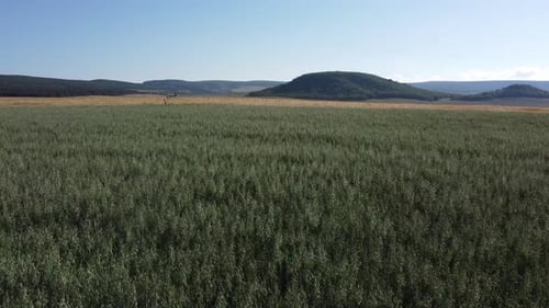 Aerial View on Green Wheat Field in Countryside