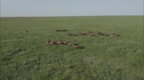 Chevaux sauvages qui courent des Mustangs sauvages sur la belle herbe verte