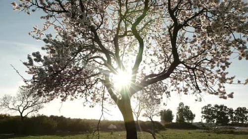 Flowering Tree Shines with Golden Light in Field