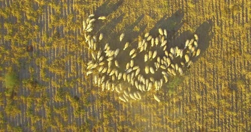 Aerial View of Sheep Grazing in a Rural Field