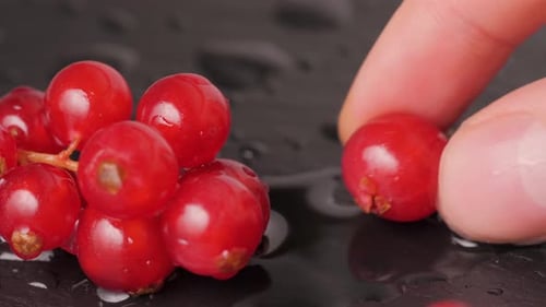 Red Currants Berry in Studio Macro Close Up Shot, Fresh Garden Berries Redcurrants