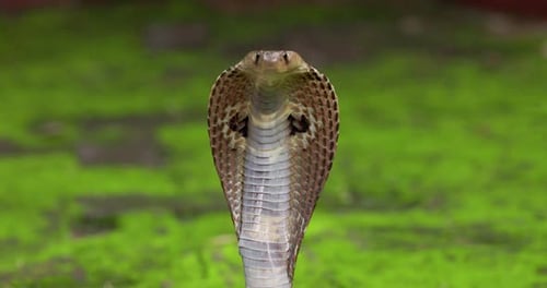 Closeup of the Hood of the Indian spectacled Cobra snake Naja Naja isolated against green