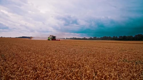 Combine drives across wheat field. Combine agriculture machine harvesting golden ripe wheat field