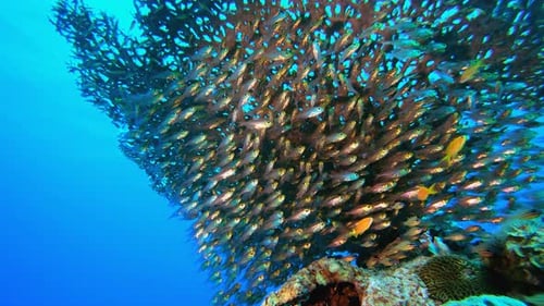 Underwater Sea Glassfish
