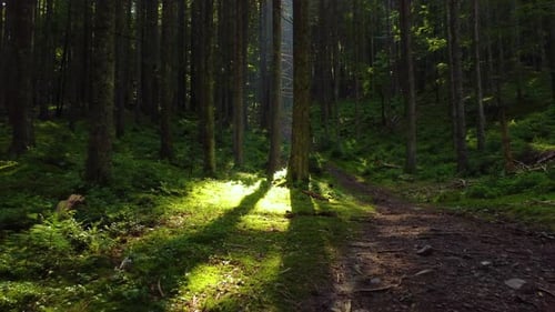 Spring Green Forest Magnificent Sunrise in the Forest The Sun's Rays Pass Through the Charming and