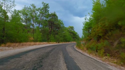 Auto Drive Forest (4K)