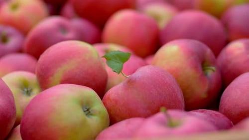 Viele rote Äpfel