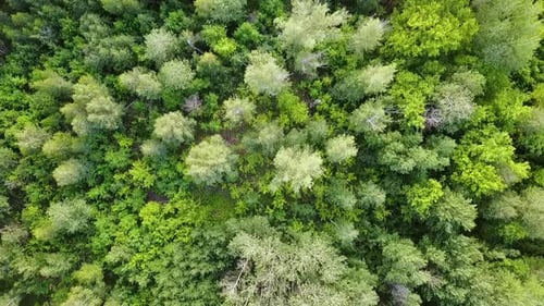 Green Forest Aerial Top View. Mixed Forest, Green Deciduous Trees