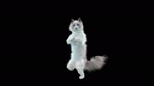 Katze 4K