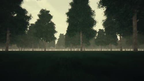 Gloomy Dark Forest and Fog