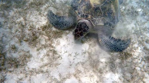 Adult green sea turtle (Chelonia mydas)