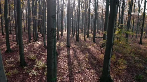 Autumn Sunny Forest Aerial
