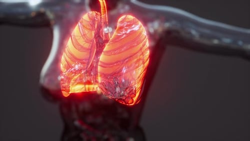 3D Animated Human Lungs in Transparent Torso