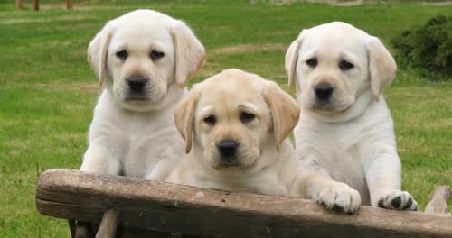 Labrador Retriever, Yellow Puppies in a Wheelbarrow, Normandy in France, Slow Motion 4K