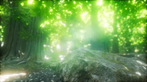 Morning in the Misty Spring Forest with Sun Rays