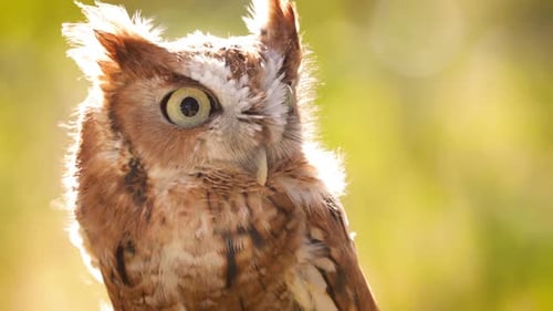 Close up of a cute and fuzzy Eastern Screech Owl