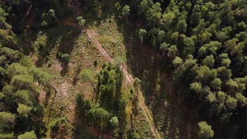 Drone flying forward above beautiful green forest with huge empty area with no trees. Aerial flyover