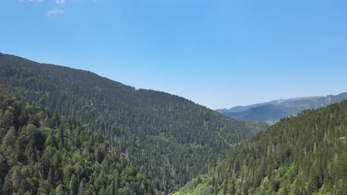 natural forest