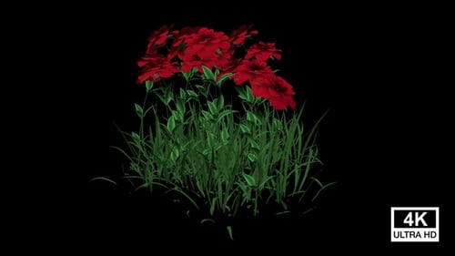 Flores rojas que crecen