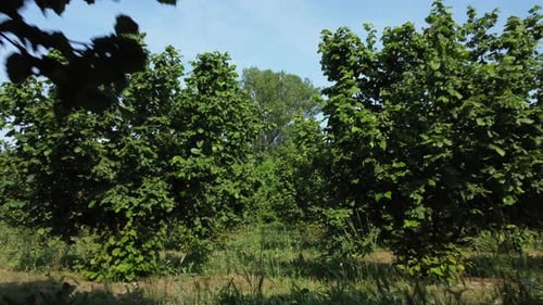 Hazelnut agriculture organic cultivation trees