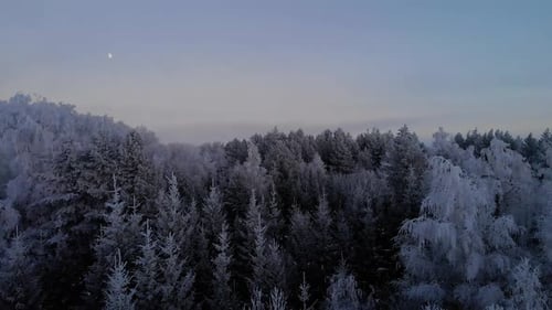 Fliegender Winterfrostwald in der Nacht