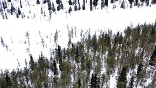 Flying Over Wild Pine Trees Forest In Winter Snow Time