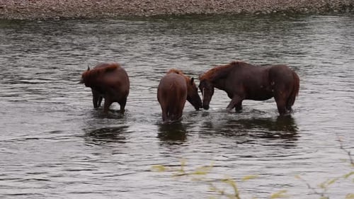 Three horses wade through the Salt River searching for food.
