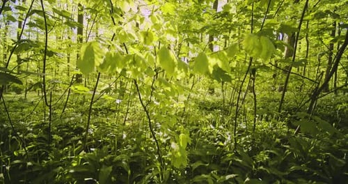 Tilting Shot Revealing Beautiful Forest Foliage and Sunlight in Between Trees
