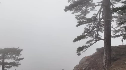 Textur des nebligen Waldes Luftbild Hintergrund 4 K