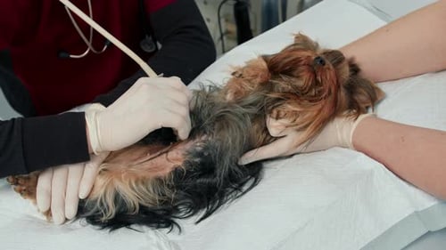 Ddoctor makes an ultrasound of a Yorkshire terrier puppy dog on examination in a veterinary clinic
