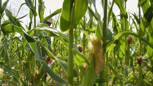Farmer Wearing Straw Hat Walking Through Corn Field
