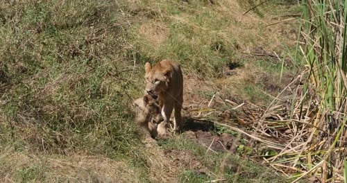 Afrikanischer Löwe, Panthera Leo, Gruppe in Savannah, Nairobi Park in Kenia, Echtzeit 4K