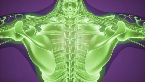 3D Human Anatomy Scan: Nervous System and Skeleton Medical Animation